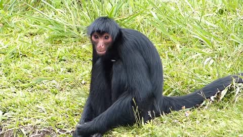 Spider monkey wildlife, looking at the camera.