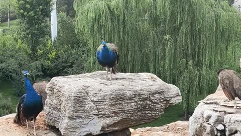 nice blue peacock