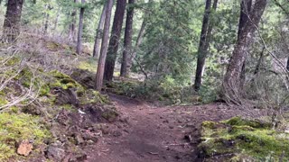 Incredible Volcanic Old Growth Forest – Tamolitch Blue Pool Area – Central Oregon – 4K