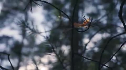 Tha Forest ! Chinematics shorts film