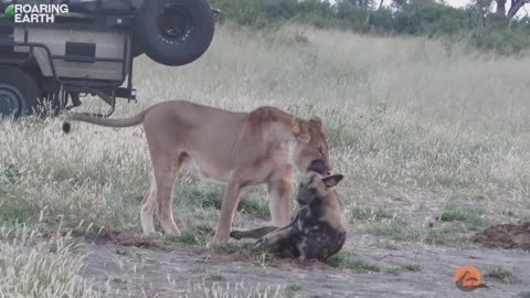 Wild Dog Plays Dead to Escape Lioness