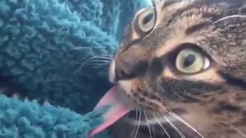 The funny cat licks the blanket.