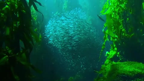 Fish Sea Ocean Animal Free Stock Footage No Copyright Nature Video