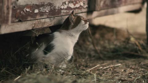 Cute cat sitting under shabby lumber construction and scratching neck