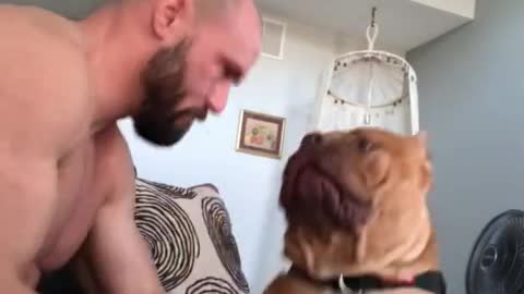 Massive pit bull is a sweet gentle giant