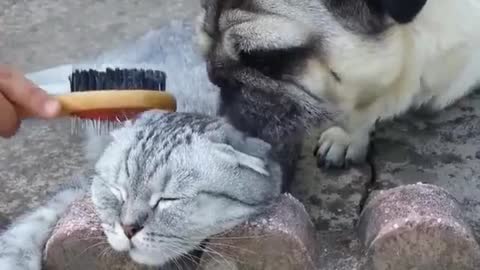 Pug Brush
