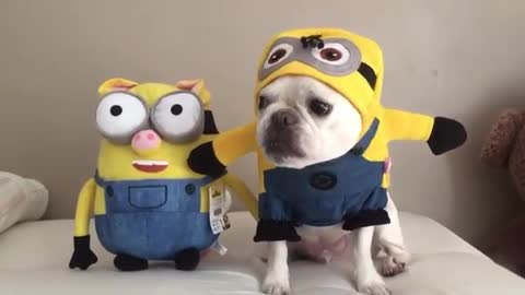 French Bulldog becomes Minion plush toy