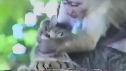 cute Funny Cats and baby monkey