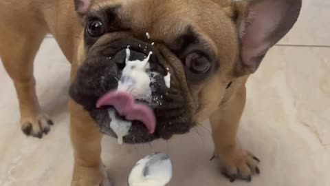 French bulldog eating yogurt