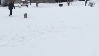 Small tan dog runs through the snow with his owner