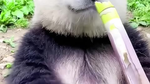 panda eating bamboo ASMR