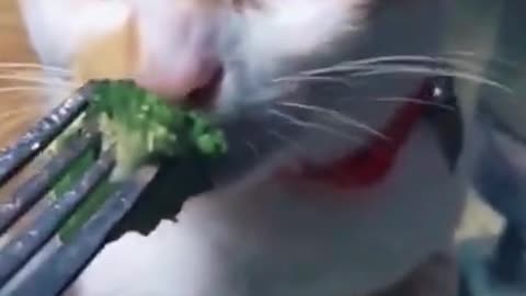 Cats reaction to broccoli 😂😆