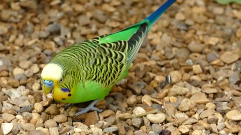 BeautifulGreen Bird