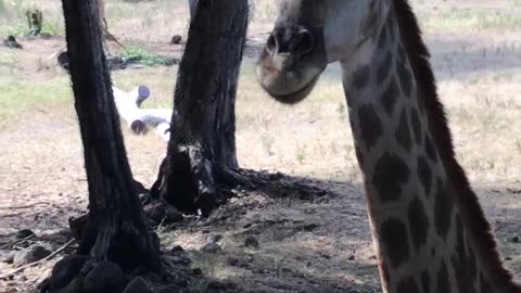 giraffes at a zoo park USA