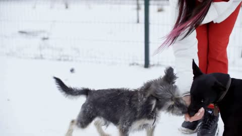 Close-up view of woman feeding dogs on snow at winter outdoor