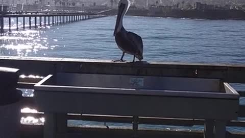 Pelican Hanging out at Ocean Beach Pier