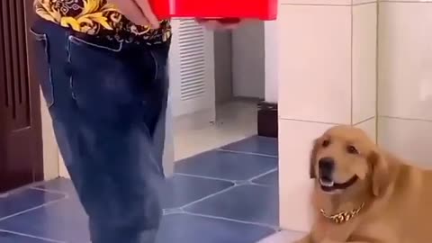 Golden retriever takes revenge by spilling owners food