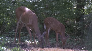 Family of Deer