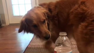 Dog attempts bottle cap challenge.