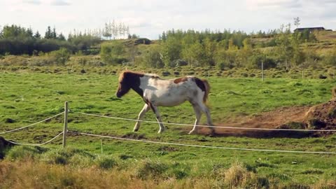 Horse - Animal Farm - crazzy horse