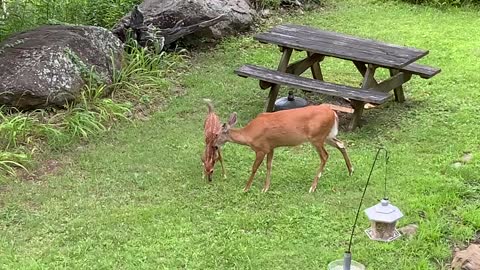 Happy one month birthday Scamp 🥳 you made it 🦌 NW NC Appalachia Lady and Scamp