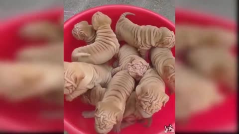 Best Videos of Funny and Cute Dogs 2020 - Video Compilation