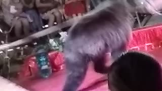Bear Attacks Trainer at Russian Circus