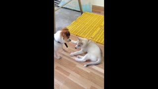 Two dogs are getting to know each other on the first day.