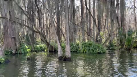 Florida Creek Life