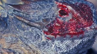 The blood spraying Ability of a Texas Horned Lizard