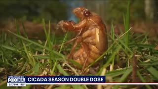 U.S. TO FACE EXTREMELY RARE “CICADA-GEDDON” AS TWO GENERATIONS OF OVER 100 TRILLION CICADA