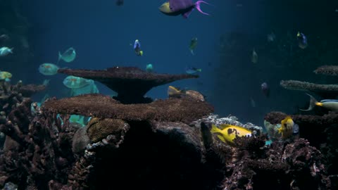 underwater world aquarium fish