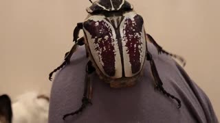 Goliath Beetle Flies and Freaks Out Dog
