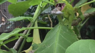 Three-Horned Chameleon Tags Snack with Lightning-Fast Tongue