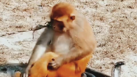 monkey snake is friend #minivlog #shorts #animals #video