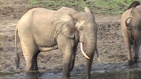 Forest Elephant Musth