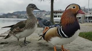 Mandarin Ducks - World's Most Beautiful Duck