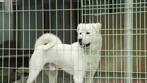 Korean Jindo Dog in the cage