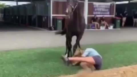 horse ridier
