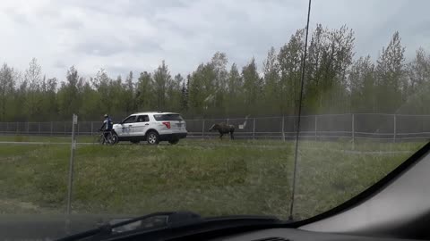 Moose Charges Car