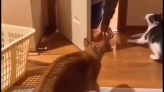 CATS FREAKING OUT OVER A UNFAMILIAR SPECIES CAT?