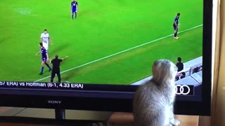 Cat chasing soccer ball on tv screen