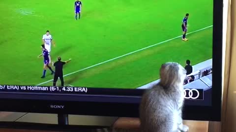 Cat chasing soccer ball on tv screen