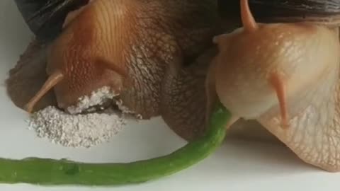 How snails eat 🐌🐌