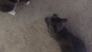 Two grey cats fight near their owners feet