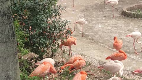 nice flamingo