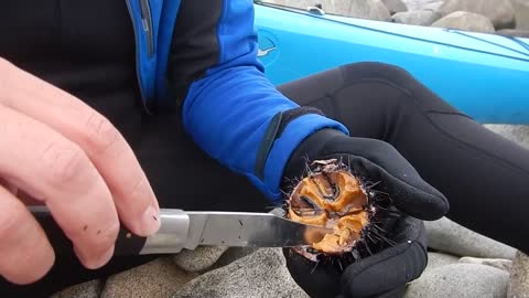 How to eat a sea urchin