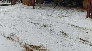 Oat straw rebaling