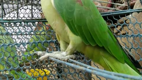 Parrot shows off epic opera singing skills