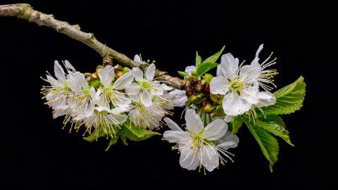 The Most Beautiful Flowers Flower Blooming Time Lapse